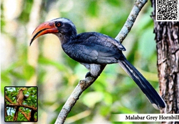 Postcards and spl cancellation on wildlife, fighting Covid