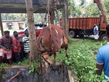Bull rescued from water tank at Velsao; activist wants unused tank secured