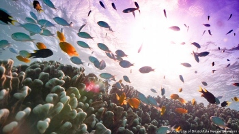 Half the corals in Australia’s Great Barrier Reef dead thanks to human-induced ocean warming, climate change: Study