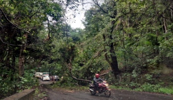 Belagavi-Goa traffic disrupted as tree uproots at Amboli