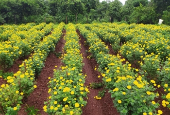 Local marigolds in full bloom across the state