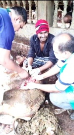 Plastic waste continues to plague Valpoi, 40 kg of waste extracted from cattle