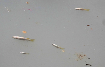 Fears of chemical in water after dead fish found in Raia water body, samples taken for testing