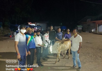 Move to curb road mishaps in Canacona due to stray cattle