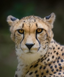 Not so fast: Why India’s plan to reintroduce cheetahs may run into problems