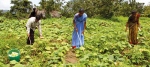 A mountain of cucumbers