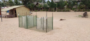 Second Olive Ridley turtle visits Agonda beach, lays 139 eggs