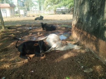 Panic over sudden deaths of 2 cows in Sada