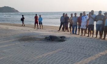 Olive Ridley turtle lays 139 eggs at Morjim beach