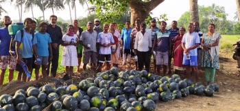 ‘Melon moth’ once again attacks cultivation in Salcete villages