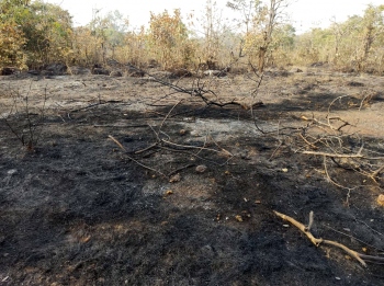 Cashew plantations gutted in fire at Virnoda, farmers blame contractor