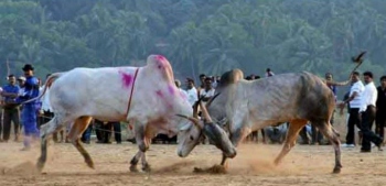 Bull dies in bullfight at Mandrem, 2 held