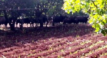 Herds of bison destroy crops in villages bordering Goa