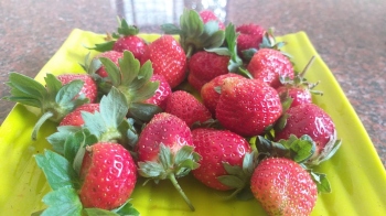 Very berry strawberry! Canacona farmer shows the way, harvests a good crop