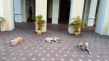 With ABC operations coming to a halt, stray dogs make MMC building entrance their resting place