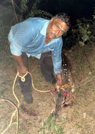Man saves deer from stray dogs at Canacona