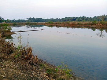 Chapora riverwater floods Agarwada saltpans