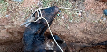 Ox rescued from trench at Old Goa
