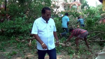 3 years later, famed peepal tree pruned at Agonda