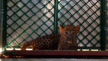 Cub rescued at Canacona, search on for leopardess
