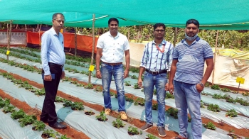 Second strawberry farm in Canacona boosts farmers