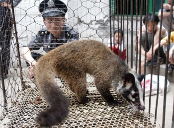 Covid may have emerged from China’s wildlife trade, not Wuhan lab: WHO