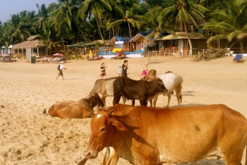 Future seems bleak for Goa: paradise of old