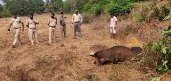 Pregnant bison dies near plantation in Balli after getting caught in rope
