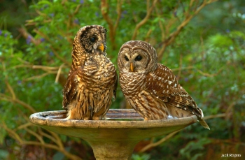 Spare a thought for birds this summer