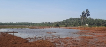 Saline water enters fields, floods Pomburpa-Chodan road in Chorao