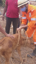 Calf rescued from unused well at Chimbel