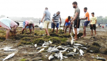 A rich harvest of fresh water fish at Curtorim