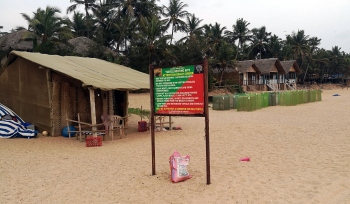 2,038 Olive Ridley hatchlings released into sea at Agonda