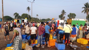 Night curfew will not affect wholesale fish market: SGPDA