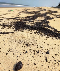 Tar balls resurface on Salcete coastline