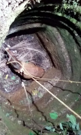 Bull falls in roadside well, Loliem locals raise concern