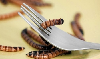ON THE MENU: Combating malnutrition with maggots & kelp