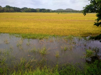 Cyclone destroys standing crops; loss pegged at Rs 16 lakh