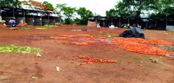 Belagavi traders call-off bandh, Goa veggies supply to normalise