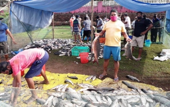 Rich harvest of fish at Mai Tollem