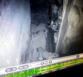 Leopard causes terror among Honda villagers