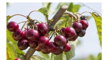 Now, cherries being grown in Sattari