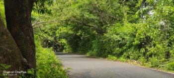 Trees continue to pose hazard in Chorla area