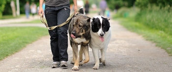 People should desist from walking their dogs in public