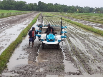 Paddy transplantation season gets underway at Betalbatim