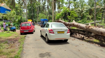 Trees fallen during cyclone still lie along Hollant road
