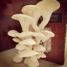 Oyster mushrooms: The Goan food of the future