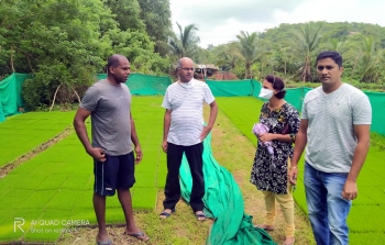 Two new paddy crops on trial basis in Canacona