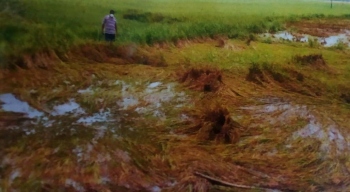 Battered by cyclone, farmers now grind for compensation