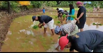 RG transplants paddy under ‘Green Goa’
